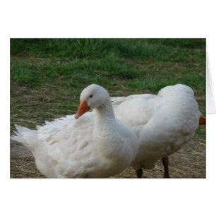 Dos Geese
