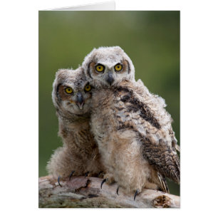 Dos grandes búhos de cuernos del bebé