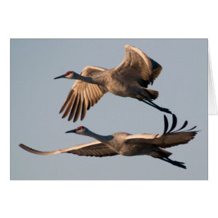 Dos grúas de Sandhill en vuelo sobre Bosque