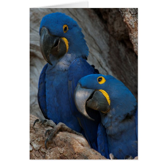 Dos guacamayos jacintos, Brasil (Frente)