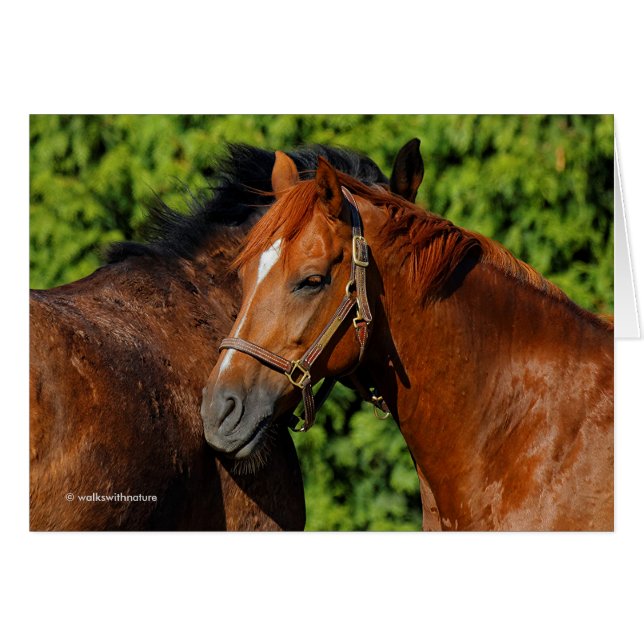 Dos hermosos caballos castaños al sol (Anverso (Horizontal))