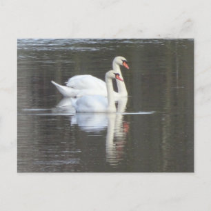 Dos hermosos cisnes háganse una postal