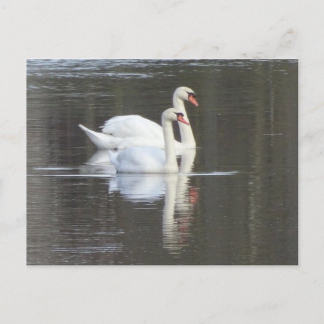Dos hermosos cisnes háganse una postal (Anverso)