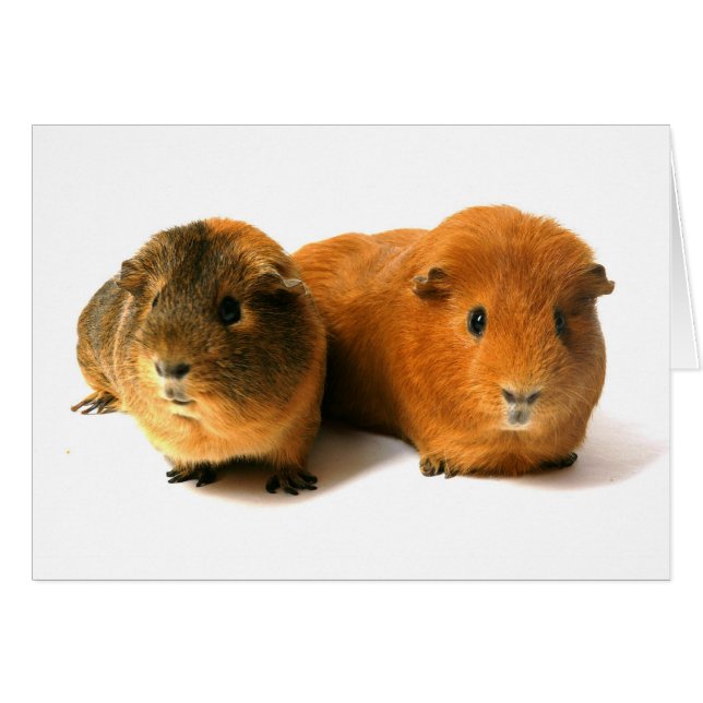 dos hermosos conejillos (Anverso (Horizontal))