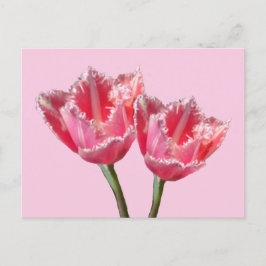 Dos Hermosos Tulipanes Rosa. postal BG DIY