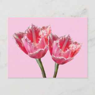 Dos Hermosos Tulipanes Rosa. postal BG DIY