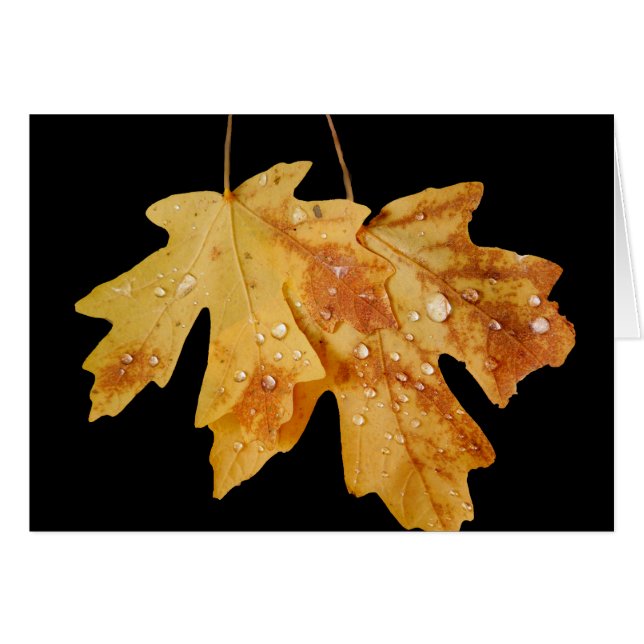 Dos hojas con gotas de lluvia, en blanco dentro (Anverso (Horizontal))