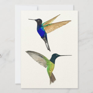 Dos Hummingbirds