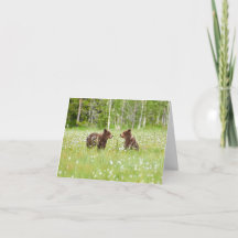 Dos jóvenes amigos osos marrones doblando tarjeta 