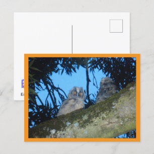 Dos lechuzas de orejas largas en la tarjeta postal