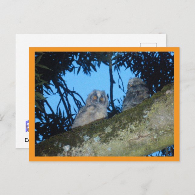 Dos lechuzas de orejas largas en la tarjeta postal (Anverso / Reverso)