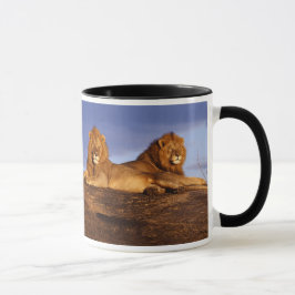 Dos leones machos y una taza de leona para leos
