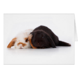 Dos lindos bebés conejitos