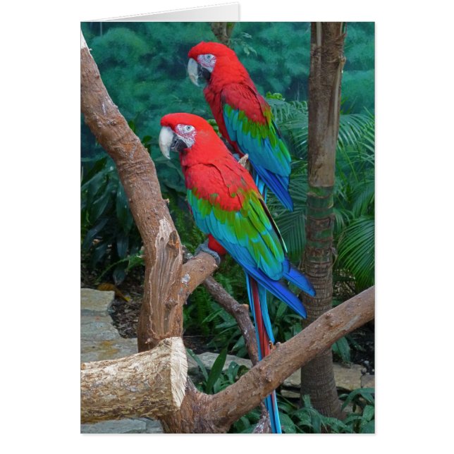 Dos Macaws Rojos y Verdes Ara Cloropterus (Frente)