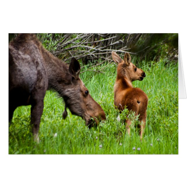 Dos Madres Alerta Moose Madre Y Bebé (Anverso (Horizontal))