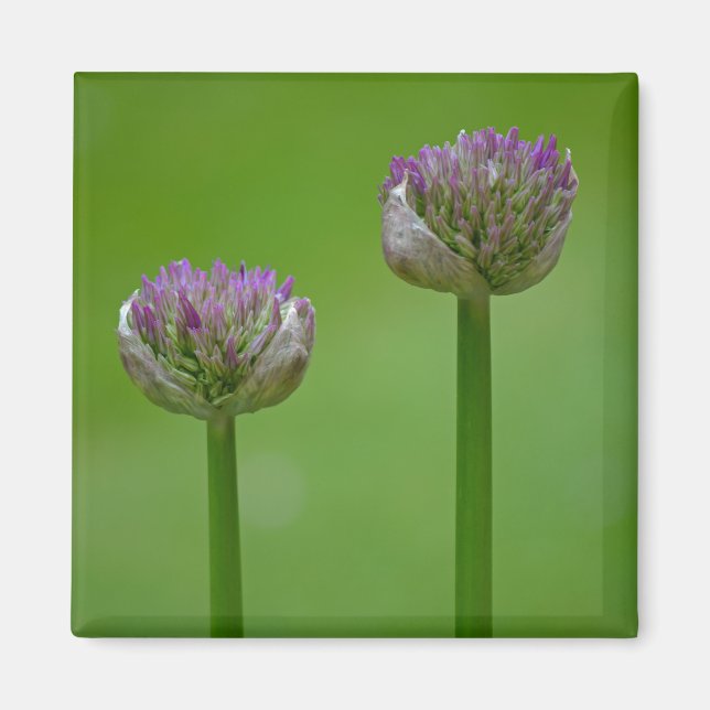 'Dos Mares En Un Pod', Imán De Flores Silvestres (Frente)