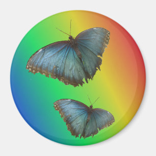 Dos mariposas morfo azules imán arco iris