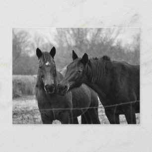 Dos mejores amigos - Tarjeta de publicación de fot