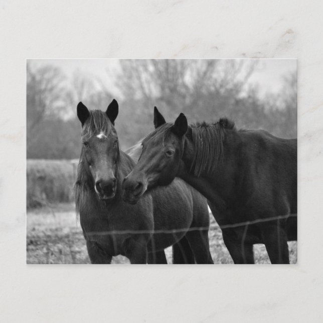 Dos mejores amigos - Tarjeta de publicación de fot (Anverso)