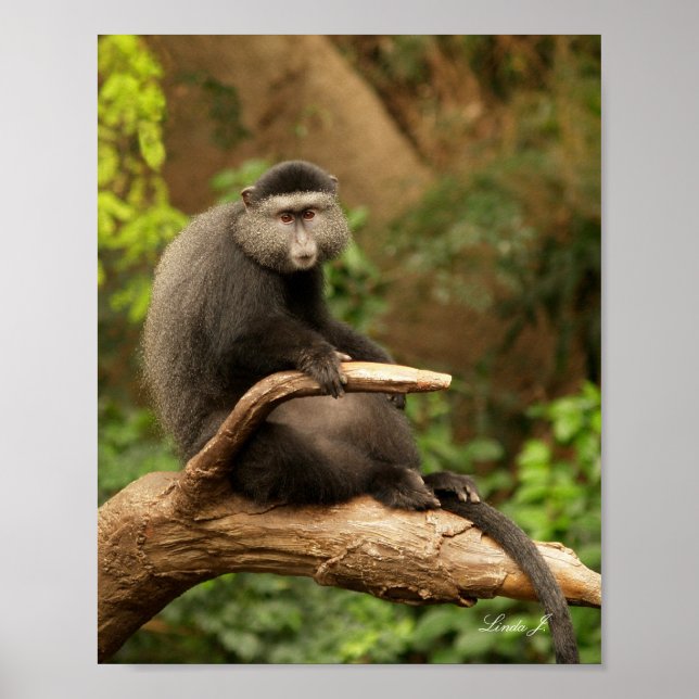 Dos monos en la impresión de un lienzo de árbol (Frente)