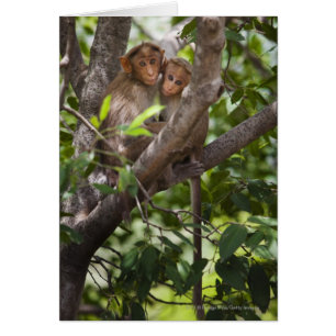 Dos monos en un árbol