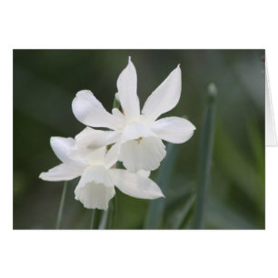 Dos narcisos salvajes blancos en campo verde