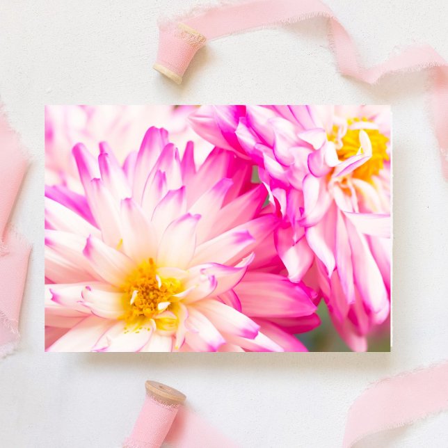Dos Nota Blanca Y Rosa Dahlia Blank (This delicate white and pink Dahlia blooms. Inside, write heartfelt messages for any occa)