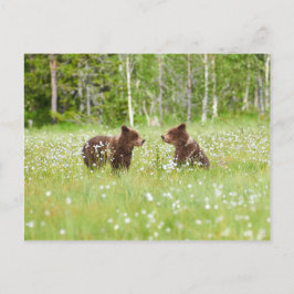 Dos osos marrones jóvenes en la postal finlandesa