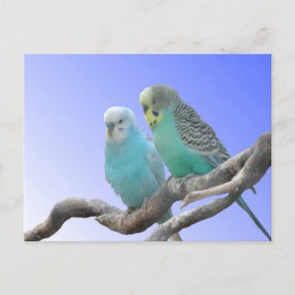 Dos pájaros baratos budistas mueren de postal