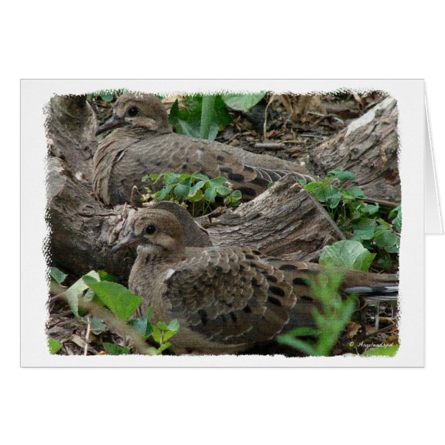 Dos palomas jóvenes (Anverso (Horizontal))