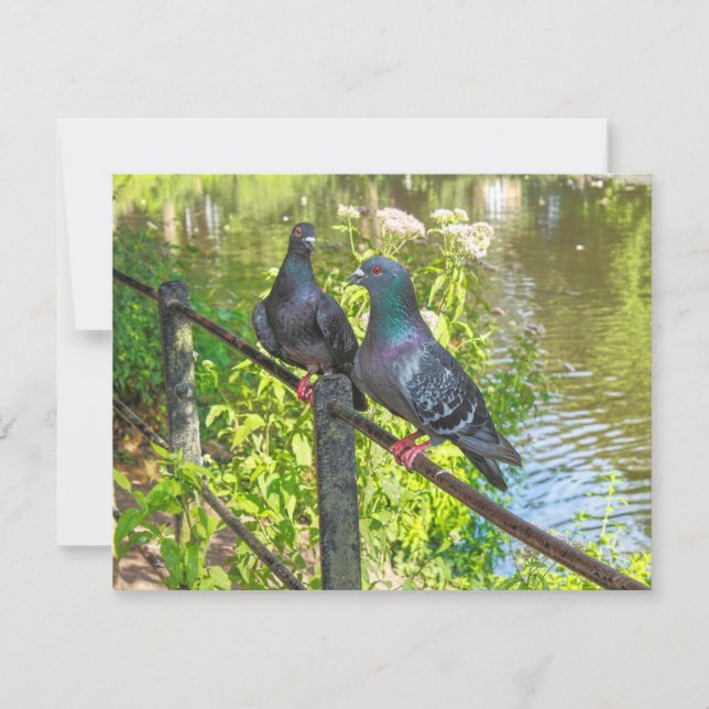 Dos Palomas. Lago Roath Park, Cardiff, Gales (Anverso)