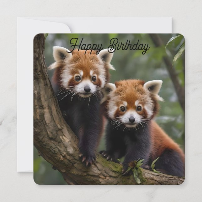 Dos Pandas Rojos Bebés, Tarjeta de Cumpleaños Plan (Anverso)