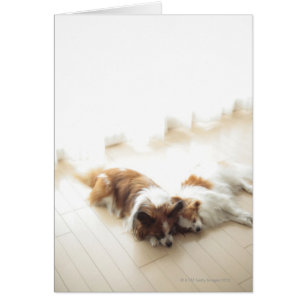 Dos Papillion durmiendo