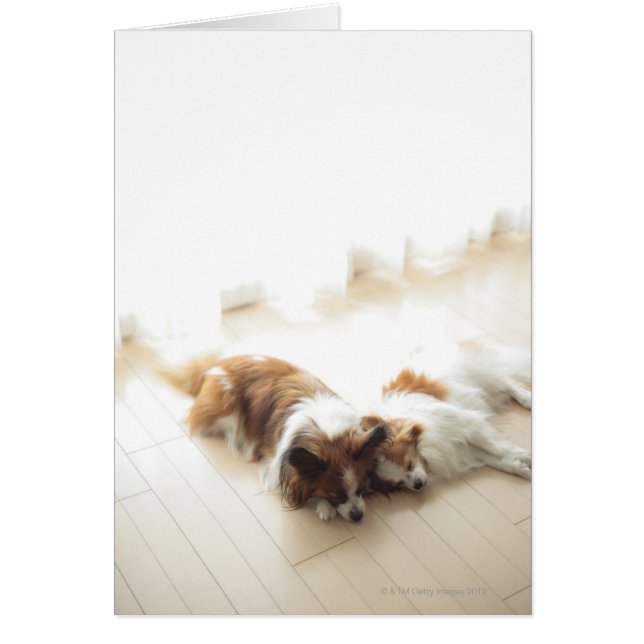 Dos Papillion durmiendo (Frente)