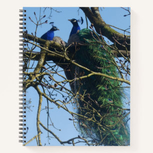 Dos pavos reales en un cuaderno de árbol