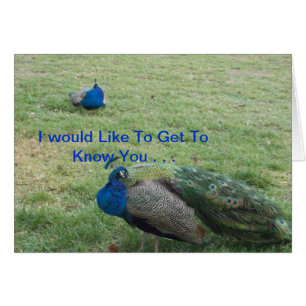 DOS PAVOS REALES HERMOSOS