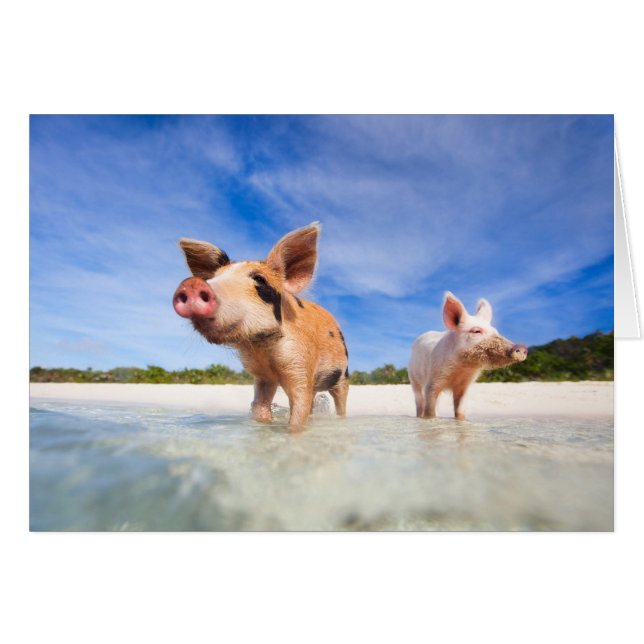 Dos pequeños lechones (Anverso (Horizontal))