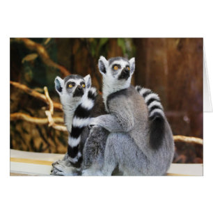 Dos pequeños lemures