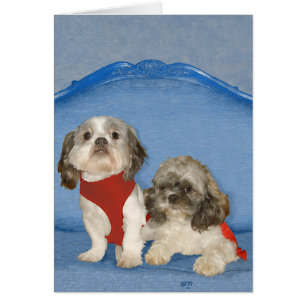 Dos Pequeños Shih Tzu Rescatados Perritos