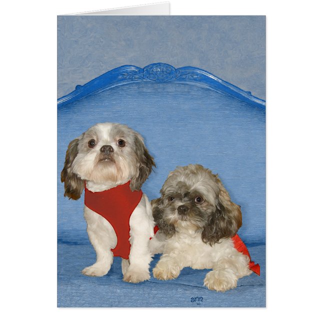 Dos Pequeños Shih Tzu Rescatados Perritos (Frente)