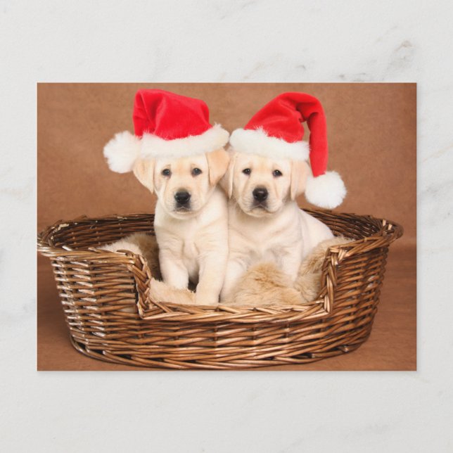 Dos perritos amarillos del navidad del laboratorio (Anverso)