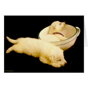 Dos perritos blancos del pastor alemán