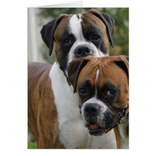 Dos perros boxeadores