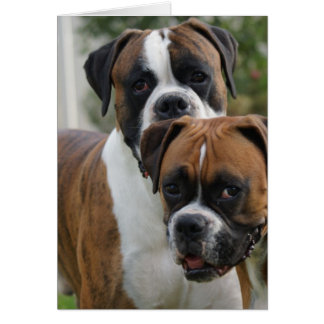Dos perros boxeadores