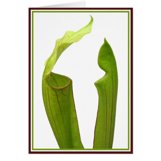 Dos Plantas de Jarra (Frente)