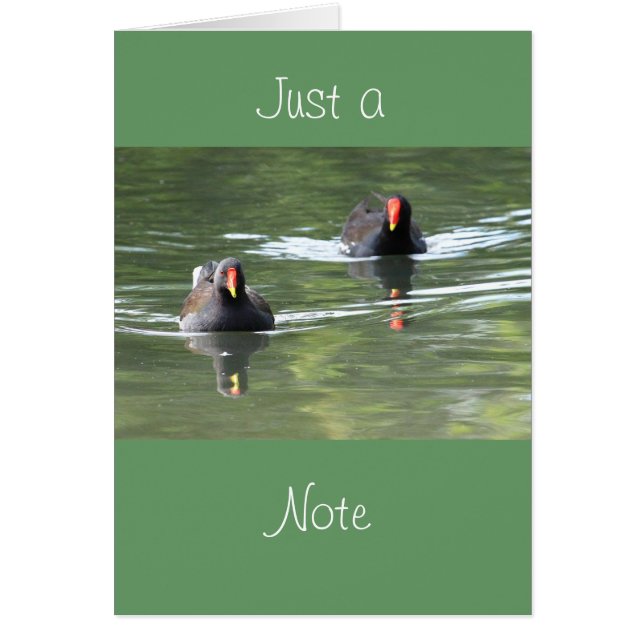 Dos pollas de agua (Frente)