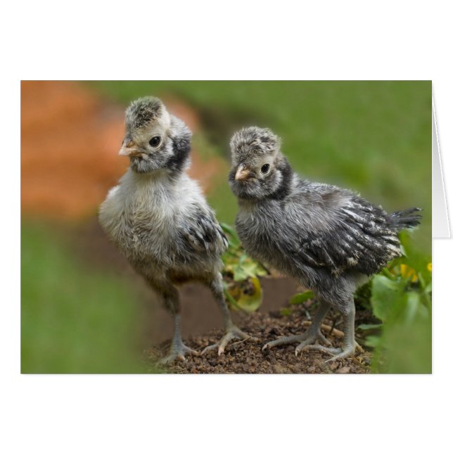 Dos pollitos polacos - Pollos para bebés (Anverso (Horizontal))