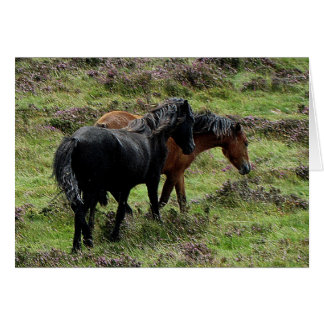 Dos Ponies Dartmoor Rodeando En El Calor