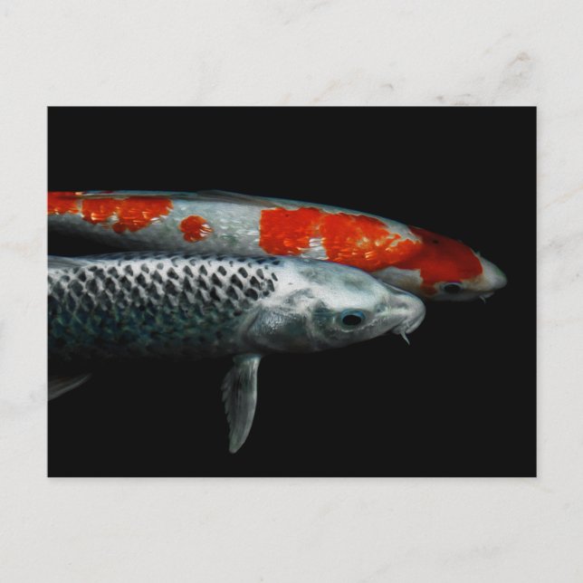 Dos postales de pescado (Anverso)