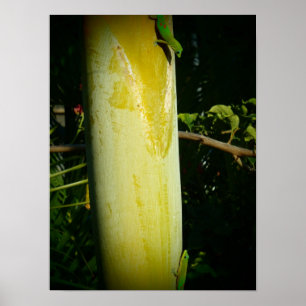 Dos posters de hawaii geckos